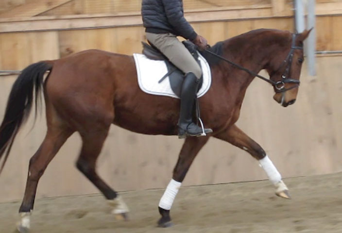 cheval-a-vendre